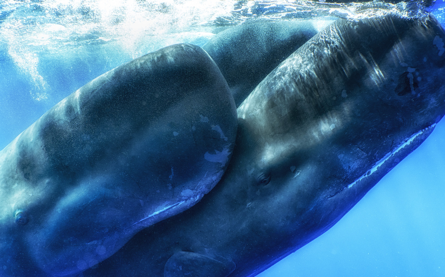 克莉絲汀娜 · 米特麥爾曾多次與抹香鯨一同潛泳，牠們的玩樂性格、社交行為及溝通方式，令她深深著迷。©Cristina Mittermeier